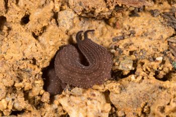 Media type: image;   Invertebrate Zoology 143930